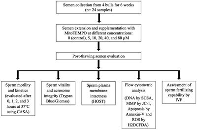 Supplementation with MitoTEMPO before cryopreservation improves sperm quality and fertility potential of Piedmontese beef bull semen